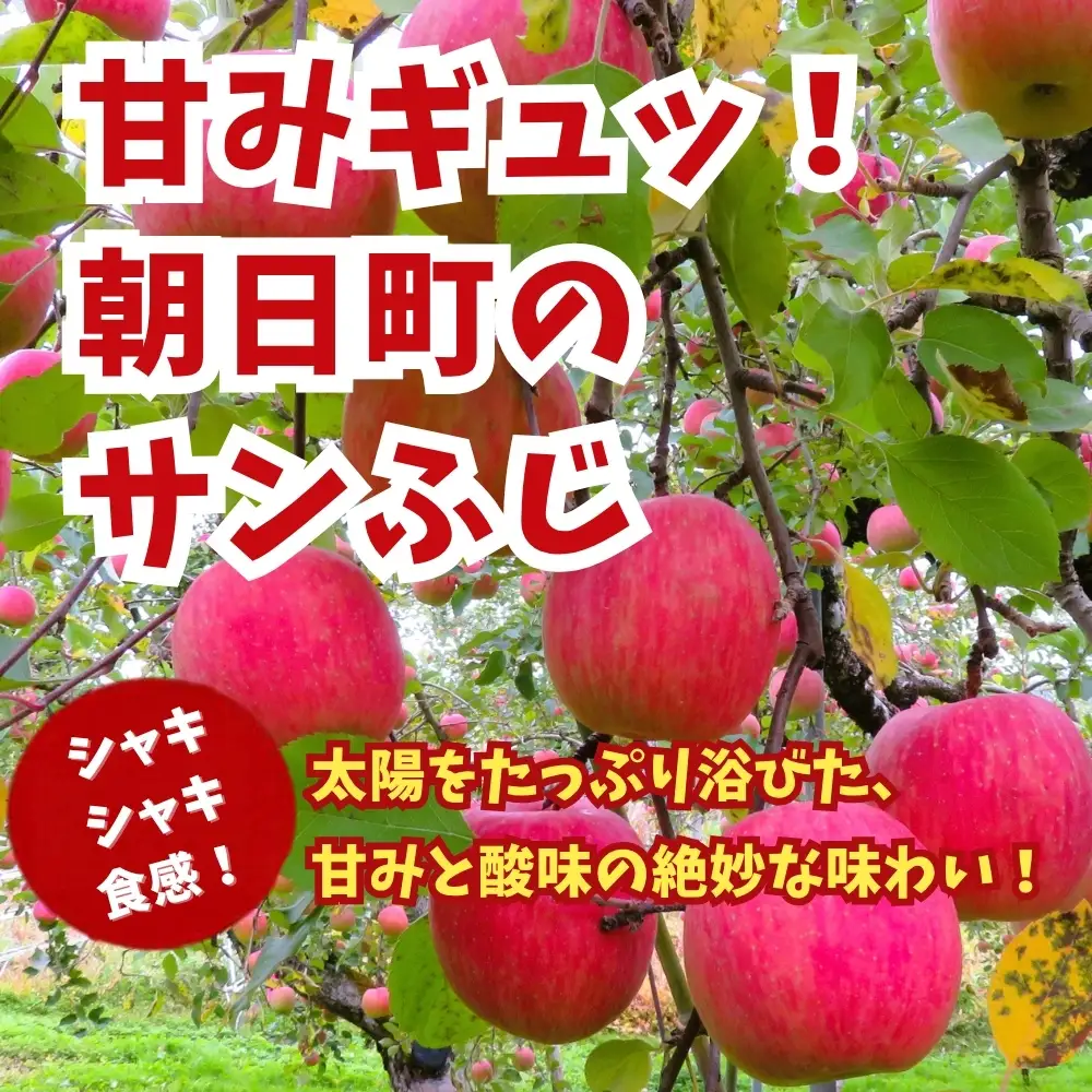 りんご 【 ご家庭用 訳あり 】 サンふじ 10kg 【2026年11月下旬～発送】 山形県 朝日町産 農家直送 山形県産 特産 果物 フルーツ リンゴ 林檎 秋 冬 先行予約 送料無料