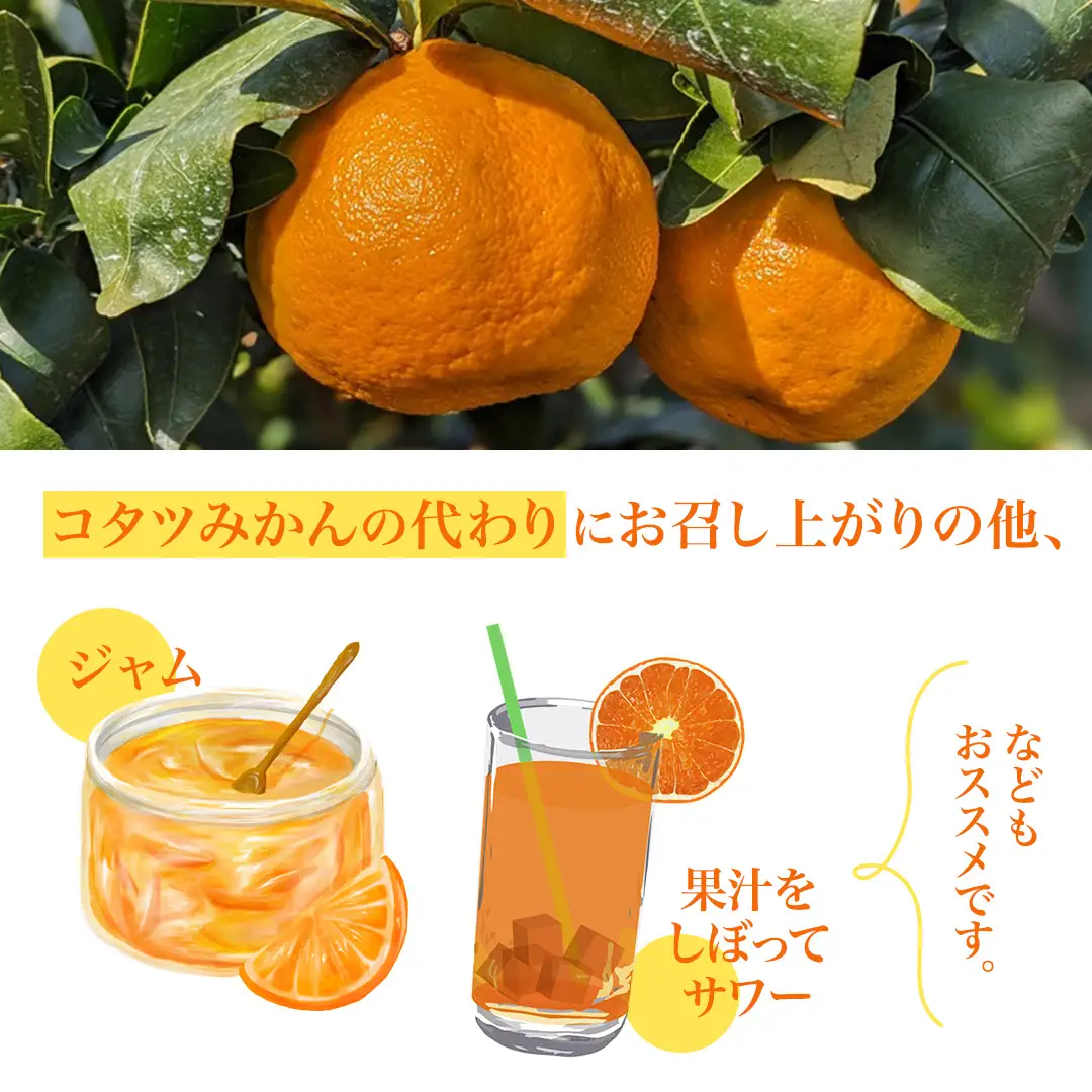 大崎上島産 ポンカン 5kg ( 30～40個程度 ) ぽんかん 柑橘 みかん フルーツ 柑橘 蜜柑 お取り寄せ