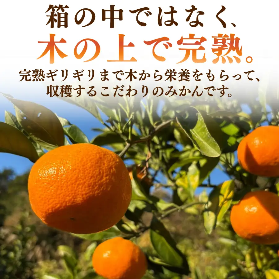 温州みかん 5kg 【 温州みかん 】