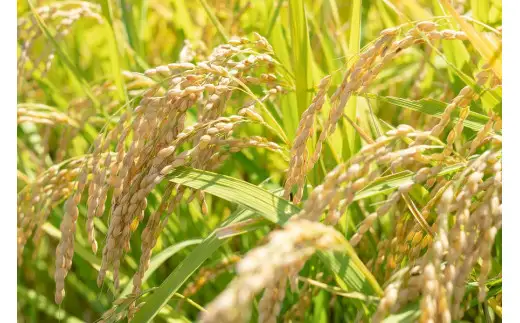 【令和8年産 新米】【定期便6ヶ月】 はえぬき精米 10kg(10kg×1)×6ヶ月 山形県鶴岡市産  殿や K-855
