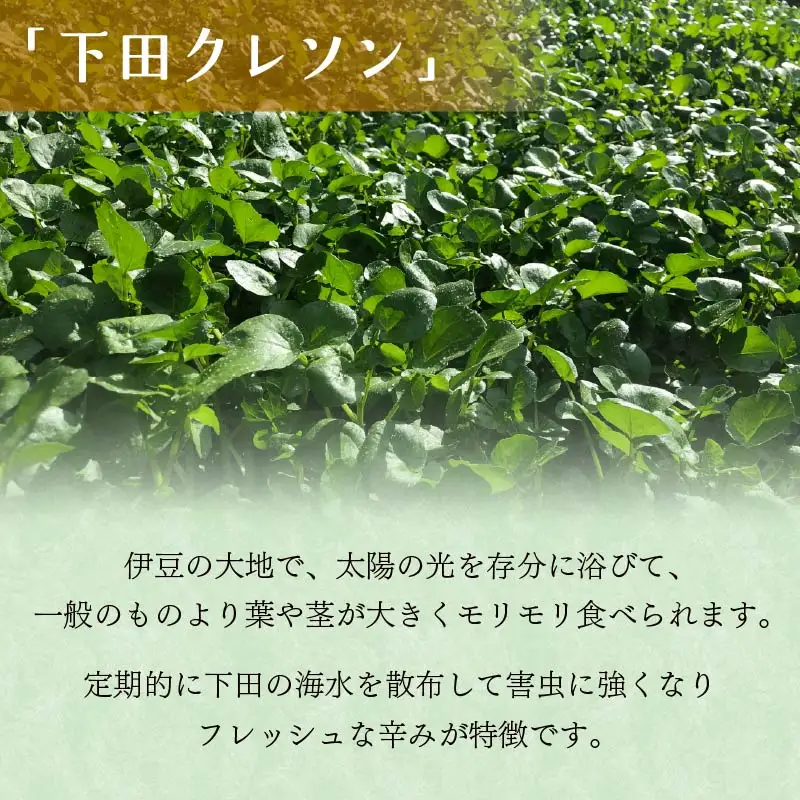 クレソン 下田クレソン 500g 野菜 国産 葉 ハーブ サラダ 葉物野菜 静岡県 伊豆 下田市