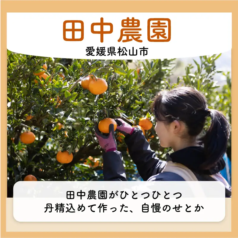 【2027年2月上旬頃から順次発送】 せとか 訳あり 約3kg みかん 田中農園 【TNN017】