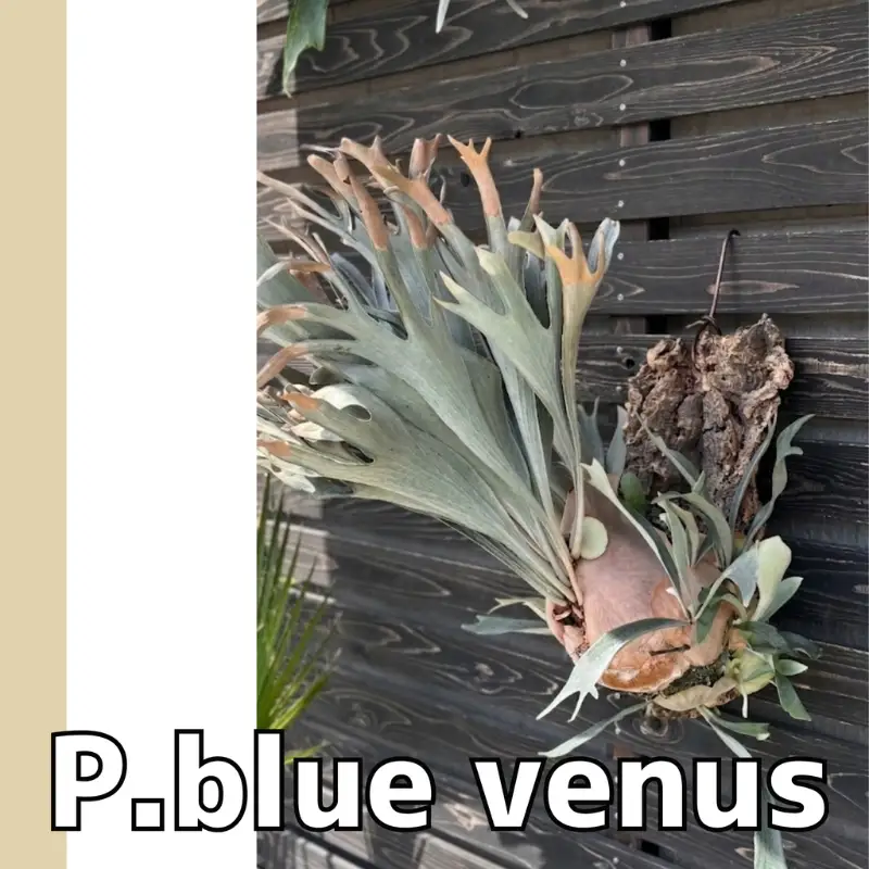 ビカクシダ（コウモリラン）コルク仕立てP.blue venus | 大阪府河内