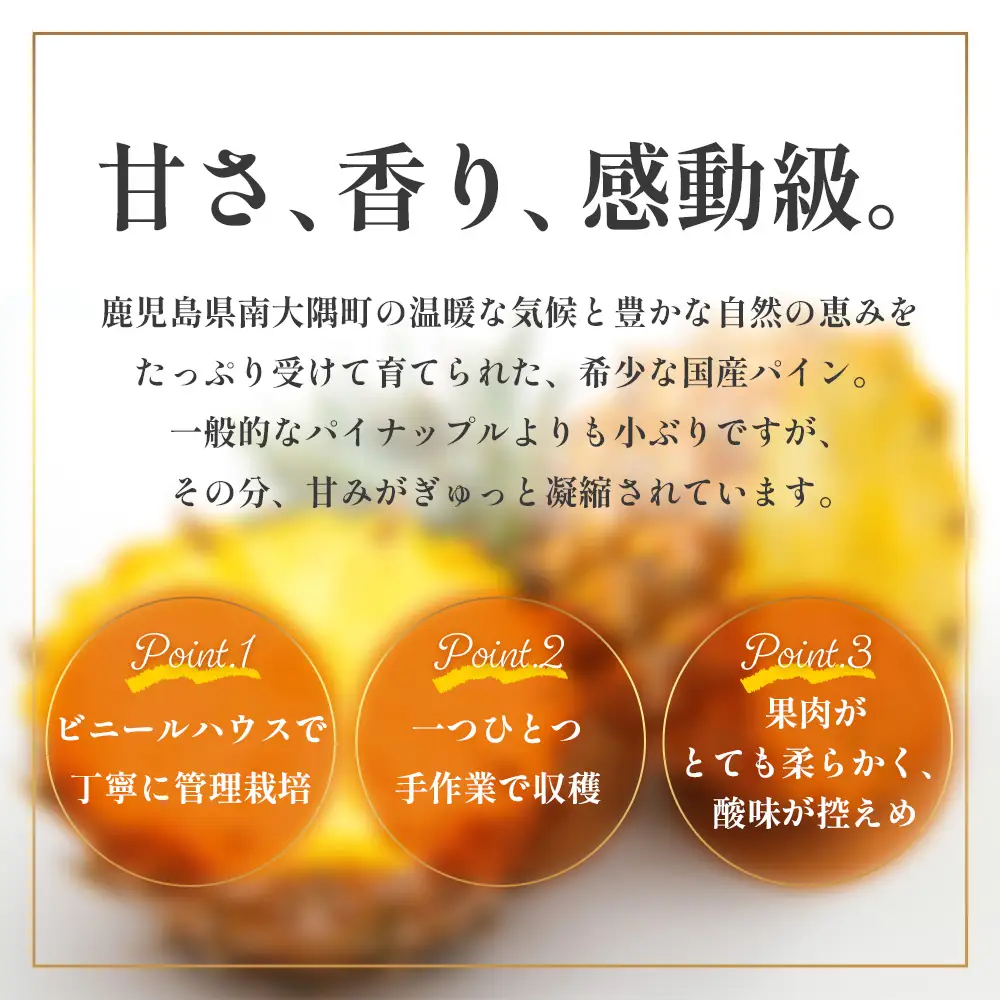 【2027年先行予約・数量限定】パイナップル/ボゴール種 (約800g×4玉) DS-4｜パイン パイナップル パインアップル フルーツ ボゴールパイン スナックパイン 産地直送 送料無料 鹿児島県 南大隅町 株式会社デラセーラ