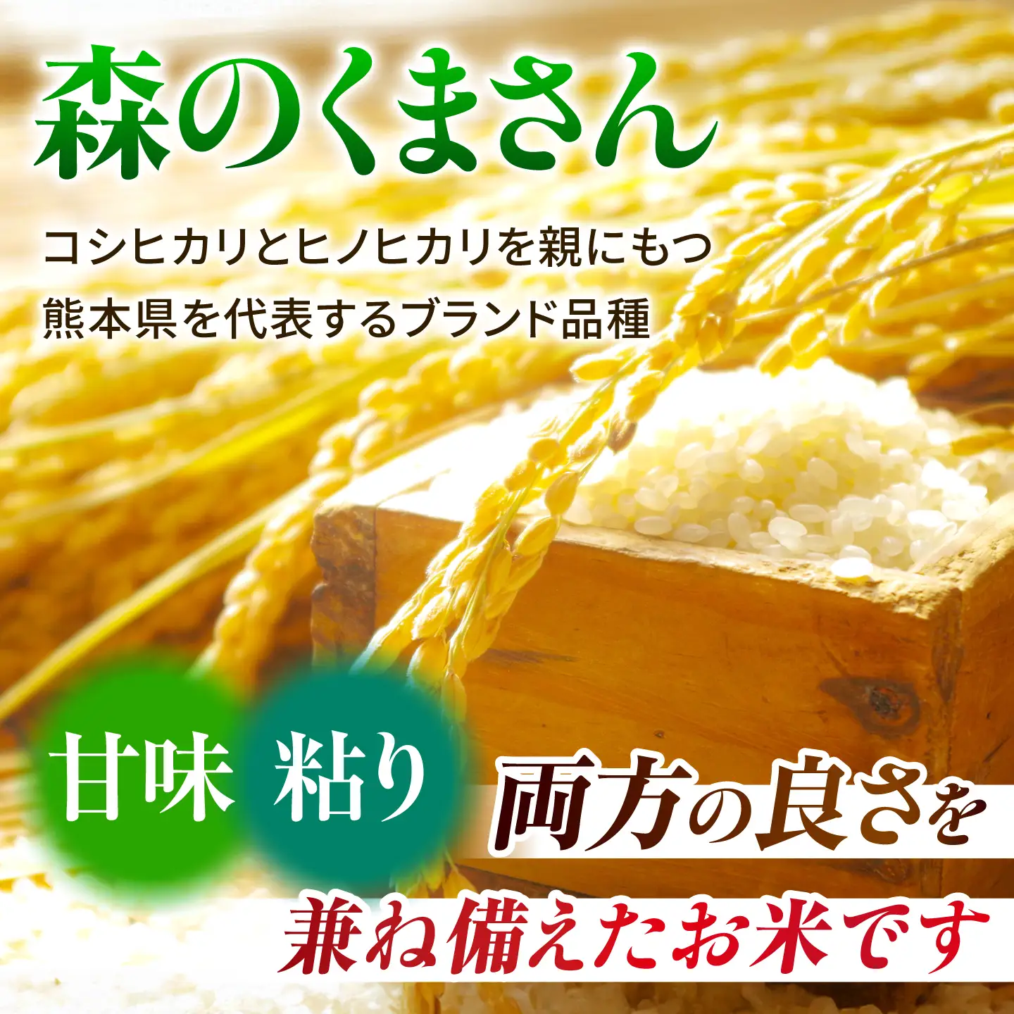 【新米先行予約】〈令和8年度産米〉熊本県産 森のくまさん 白米 20kg (5kg×4) 米 お米 ご飯 こめ【有限会社 あそしな米穀】[ZBI045]