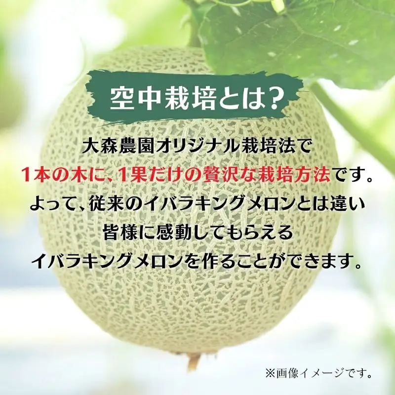 イバラキングメロン 鉾田市 青肉メロン 青肉 イバラキング【1玉】
