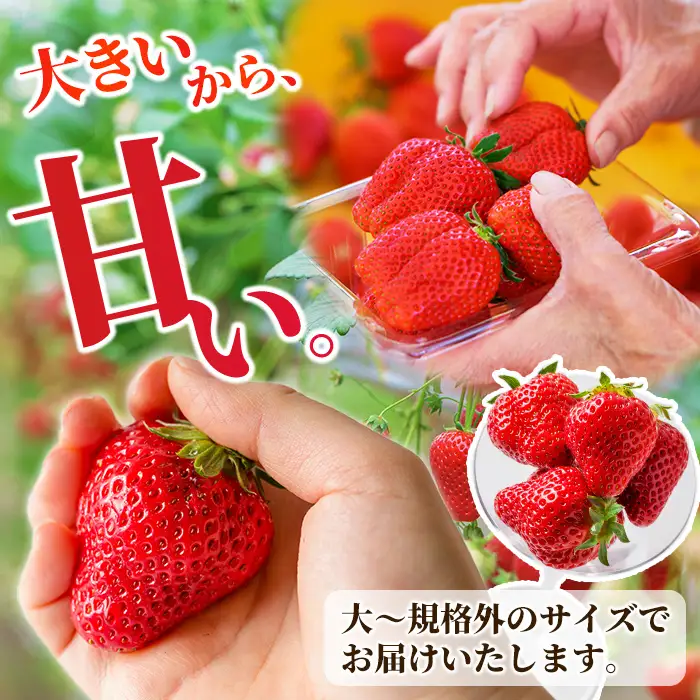 ≪先行予約受付中！≫宮城県登米市産いちご もういっこ 1.2kg（4パック） フルーツ 果物 果実 デザート くだもの いちご イチゴ 苺 ストロベリー 甘い パック 【いちごファームやなぎぶち】tm702