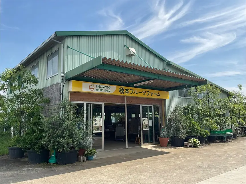 【先行予約】キウイ 食べ比べ 計10玉 ゴールデンキウイ ヘイワード 東京ゴールド ミックス