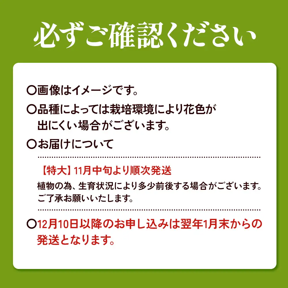 【期間限定】ユリ球根 特大球ゴールデンカサブランカ 6球 黄花品種 花 フラワー 園芸 ガーデニング 植物 高品質 送料無料