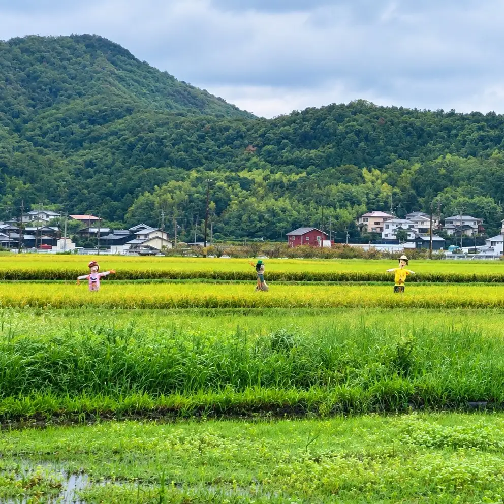 令和8年度産　ヒノヒカリ米　5kg