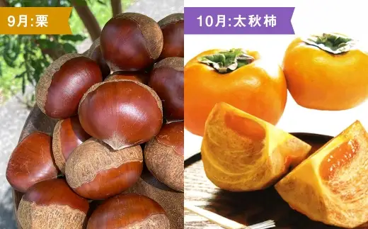 【 6ヶ月連続定期便 】 熊本の旬のフルーツお届け便 （ 7月上旬?12月下旬 ・ 年6回コース ） 果物 フルーツ ピオーネ シャインマスカット 栗 太秋柿 みかん デリシャス 塩アールスメロン 果実 果汁 果肉 詰め合わせ 食べ比べ 熊本県産 国産 定期配送 定期 【 2027年7月より発送開始 】