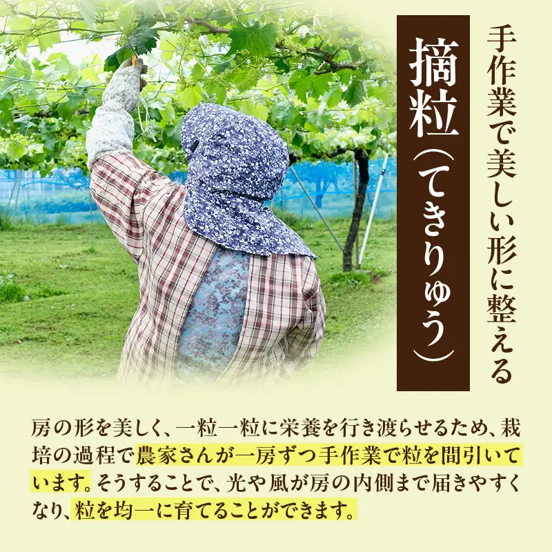 【先行予約】【数量限定】島根県産 シャインマスカット 1.2kg 【215_0007】