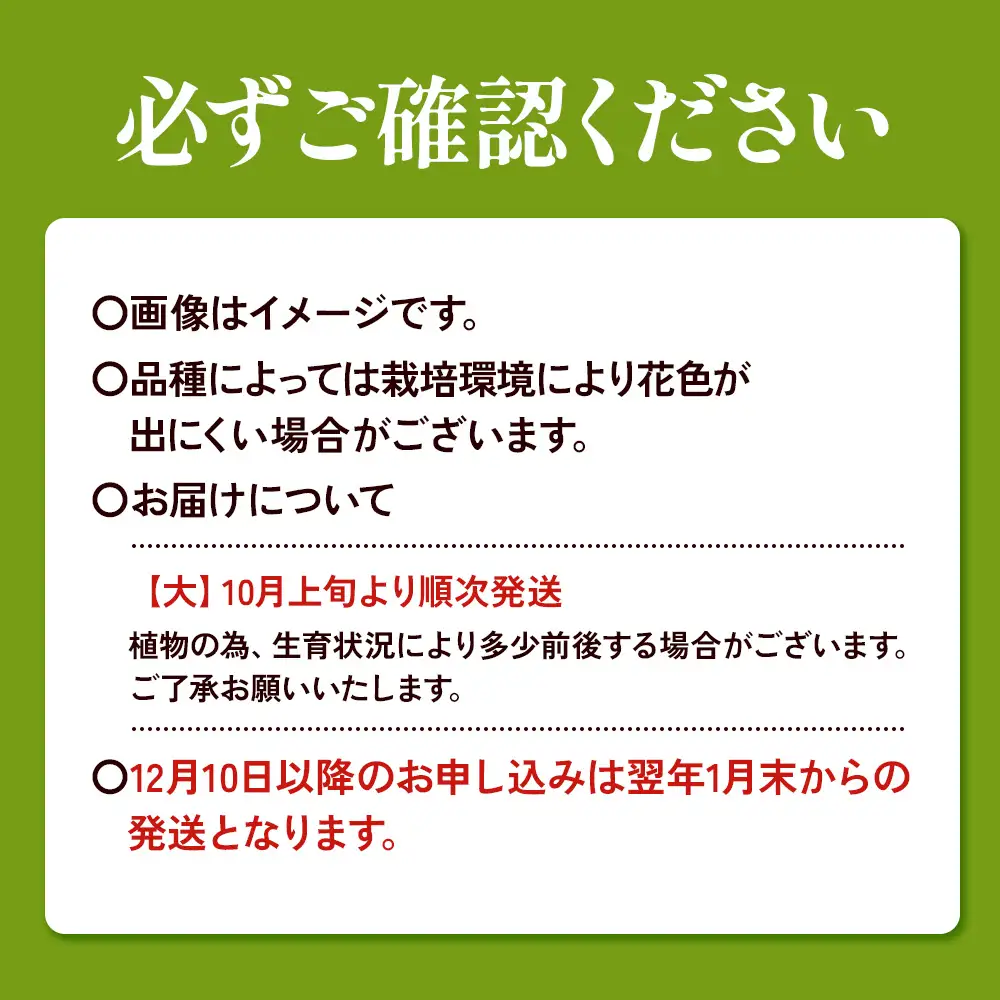 【期間限定】ユリ球根 大球レッドカサブランカ 12球 赤花品種 花 フラワー 園芸 ガーデニング 植物 高品質 送料無料