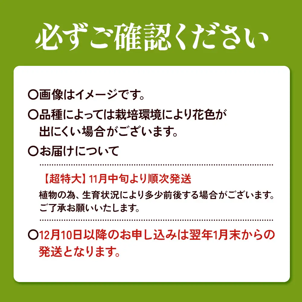 【期間限定】ユリ球根 超特大球レッドカサブランカ 4球 黄花品種 花 フラワー 園芸 ガーデニング 植物 高品質 送料無料