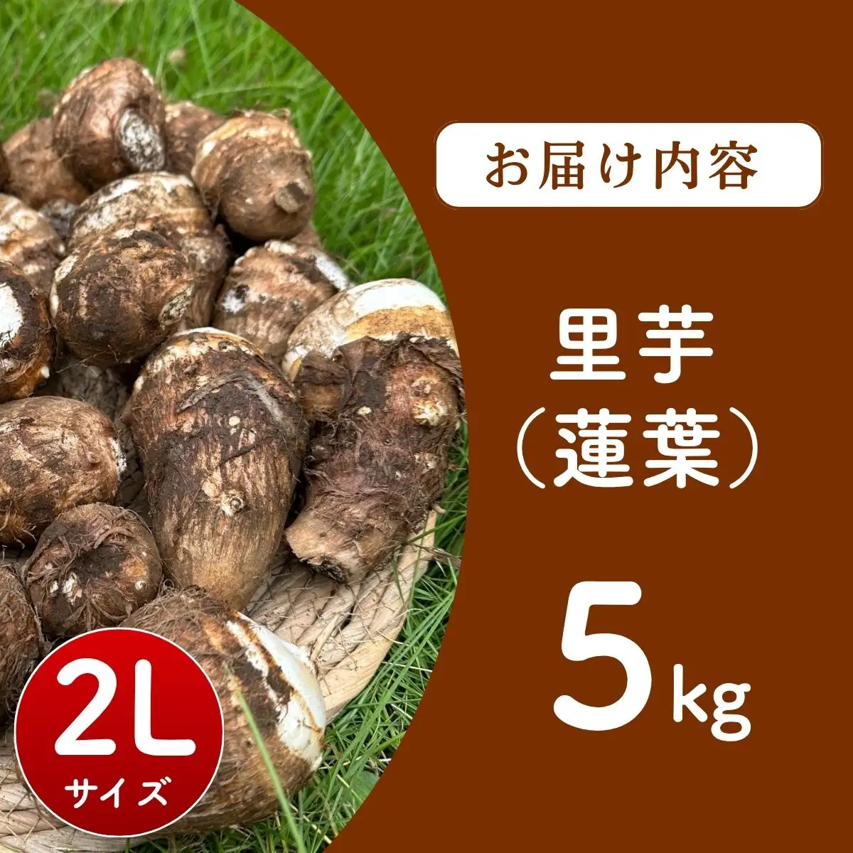 里芋 2Lサイズ 5キロ 里芋