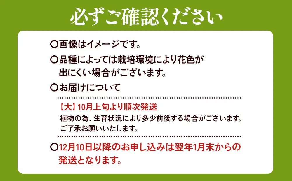 【期間限定】ユリ球根 大球ゴールデンカサブランカ 12球 橙花品種 花 フラワー 園芸 ガーデニング 植物 高品質 送料無料