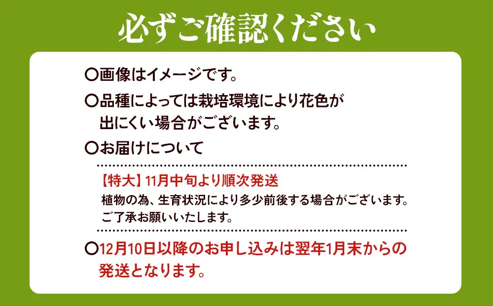【期間限定】ユリ球根　特大球オレンジカサブランカ 6球 橙花品種 花 フラワー 園芸 ガーデニング 植物 高品質 送料無料