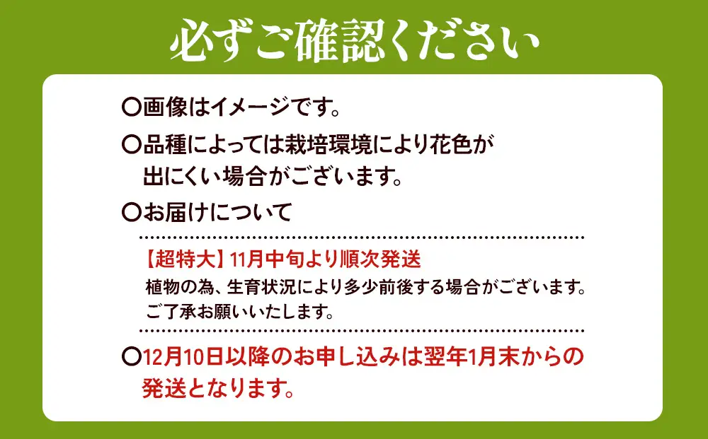 【期間限定】ユリ球根　超特大球オレンジカサブランカ 4球 橙花品種 花 フラワー 園芸 ガーデニング 植物 高品質 送料無料