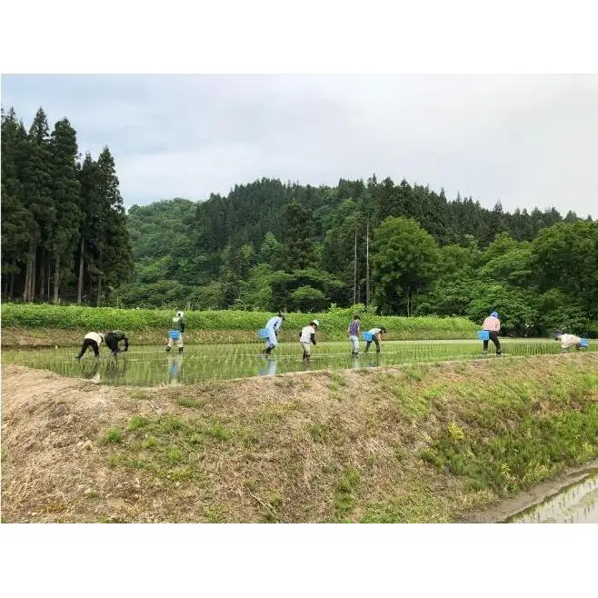 魚沼産コシヒカリ（精米）2kg×3か月 米 こしひかり 定期便 定期 魚沼市