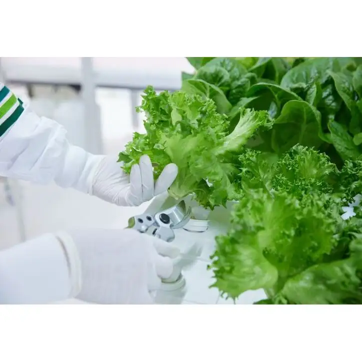 【11/3(火・祝)開催】FARM HANEDA見学会チケット 見学 収穫 体験 体験チケット 植物工場 野菜 栽培 レタス ラディッシュ サラダホウレンソウ 大田区 東京都