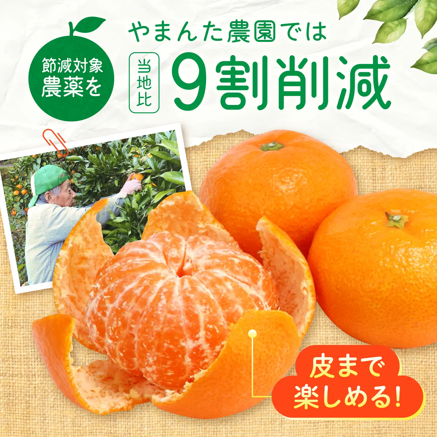 【12月上旬から1月上旬にかけて順次発送】【ご家庭用】 青島みかん 約5kg 広川町 / やまんた農園[AFCP002]