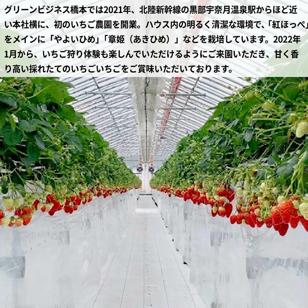 いちごジャムシロップ詰合せ イチゴ 苺 フルーツ スイーツ ストロベリー ジャム シロップ 甘い プレゼント ギフト おすすめ 贈答 富山県黒部市