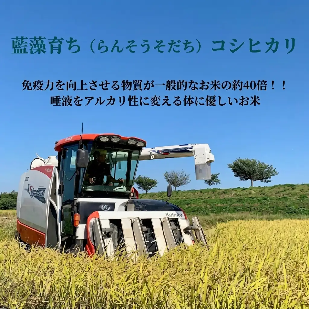 藍藻育ち 富山県黒部産こしひかり (名水の恵み 黒部のあらせ米) 5kg お米 米 白米 コシヒカリ ご飯 ごはん 黒部市 冨山県