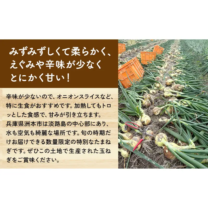 【期間限定】旬の淡路島産 新たまねぎ 5kg  たまねぎ タマネギ 玉葱 野菜 新鮮 旬の野菜 季節の野菜 兵庫県 洲本市 淡路島