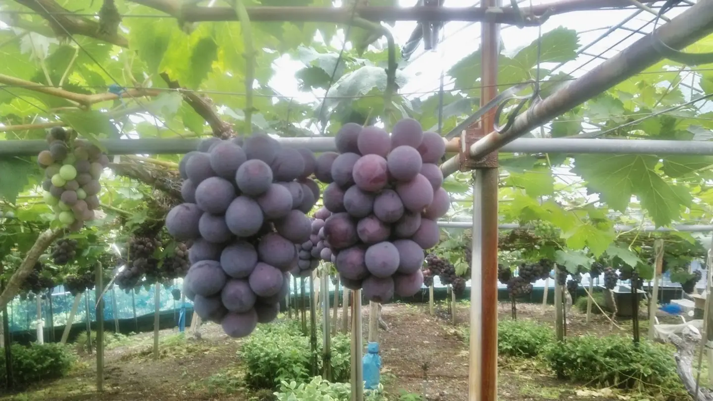 渡邊農園　ピオーネ2kg（3房～4房入り）【令和9年8月中旬頃発送！予約受付中】【B-80】