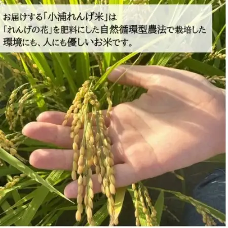 2026年産(令和8年産)新米!　小浦れんげ米(にじのきらめき)　精白米　5kg【1781269】
