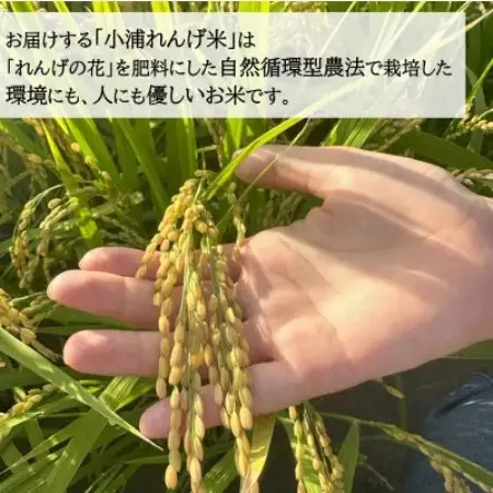 2026年産(令和8年産)新米!小浦れんげ米(にじのきらめき)【精白米】 10kg【1781366】