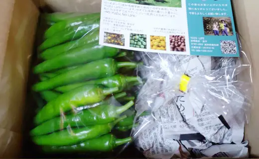 三原村産　ゆず農家が作る　大きな青唐辛子”大紅”   500ｇ　長さ８～15㎝！