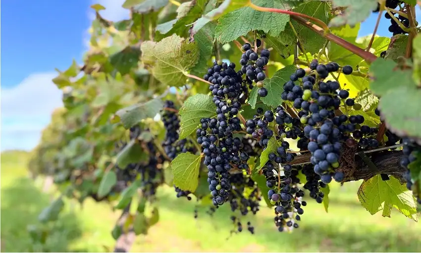 十勝ワイン 後志ビンヤードセレクション 赤白贅沢4種飲み比べ SHIRIBESHI VINEYARD SELECTION 北海道池田町 