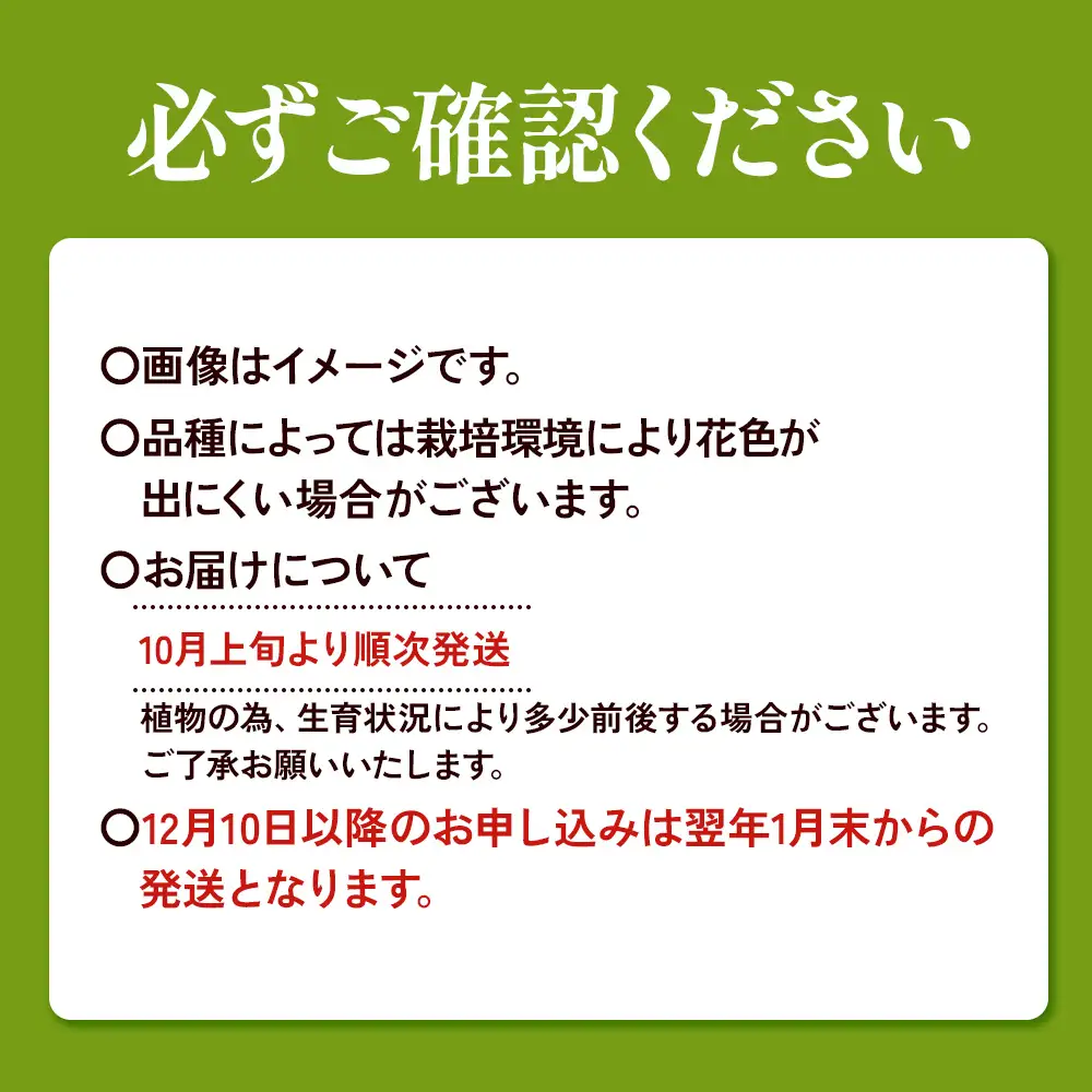【期間限定】ユリ球根 すかしユリ 桃花16球 桃花品種 花 フラワー 園芸 ガーデニング 植物 高品質 送料無料
