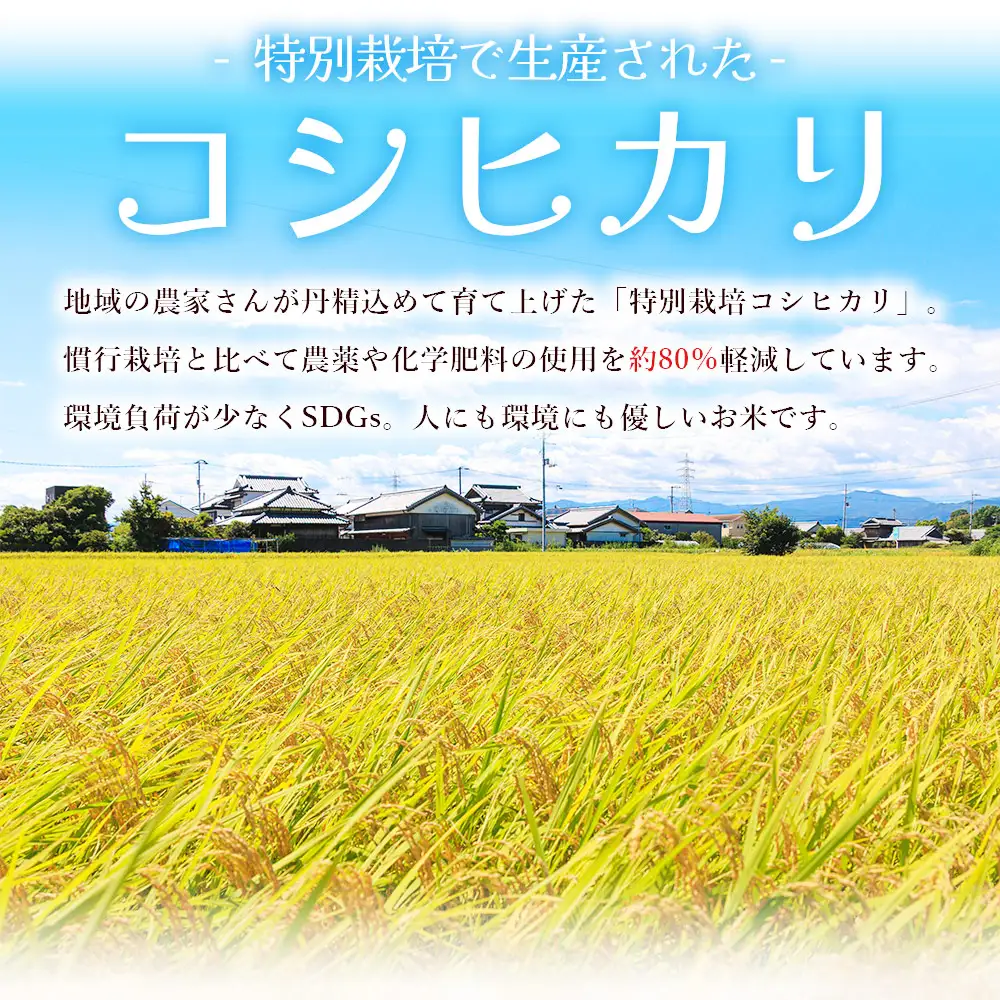 【令和８年度産】 米（コシヒカリ） 2合（300g) ×30 真空パック 小分け ke-0065