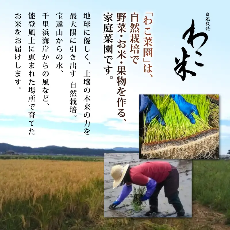 新米先行予約 玄米 ササシグレ 10kg 令和8年産 石川県米 玄米 【わこ菜園】WS002_r8