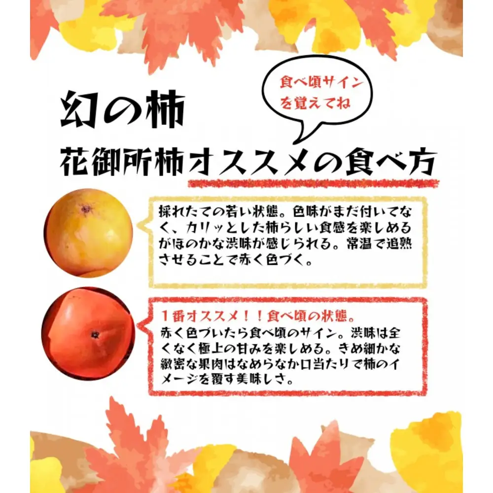 【先行予約】【鳥取市産・良品】花御所柿 約5kg｜甘柿最高クラスの糖度 追熟でとろける食感 和製マンゴーとも称される希少ブランド柿