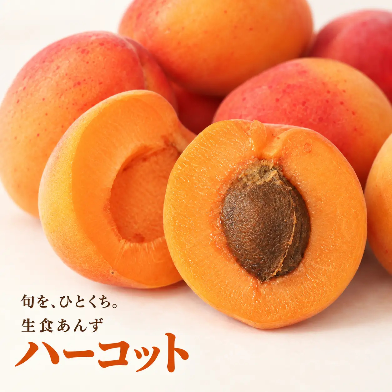【2027年先行予約】 【数量限定】 あんず ハーコット 生食用 約1kg | あんず