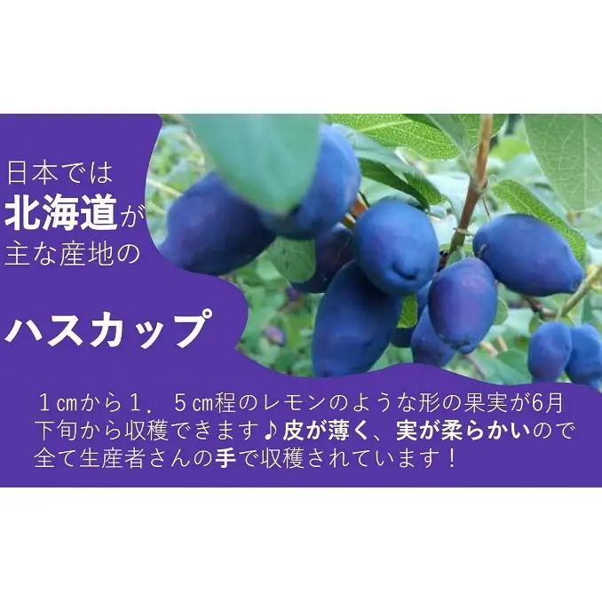 手作りジャムセット 【ハスカップ】 2個 北海道 南富良野町 ジャム ベリー ハスカップ ソース 果実
