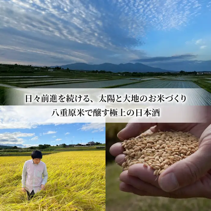 【生酒】日本酒「大信州 八重原 純米大吟醸」四合瓶 720ml｜大信州酒造 八重原米 ひとごこち