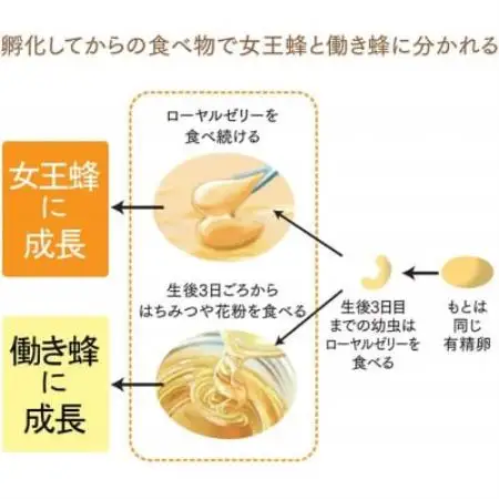 山田養蜂場　酵素分解ローヤルゼリーCoQ10　120粒袋入(11281)【1755602】