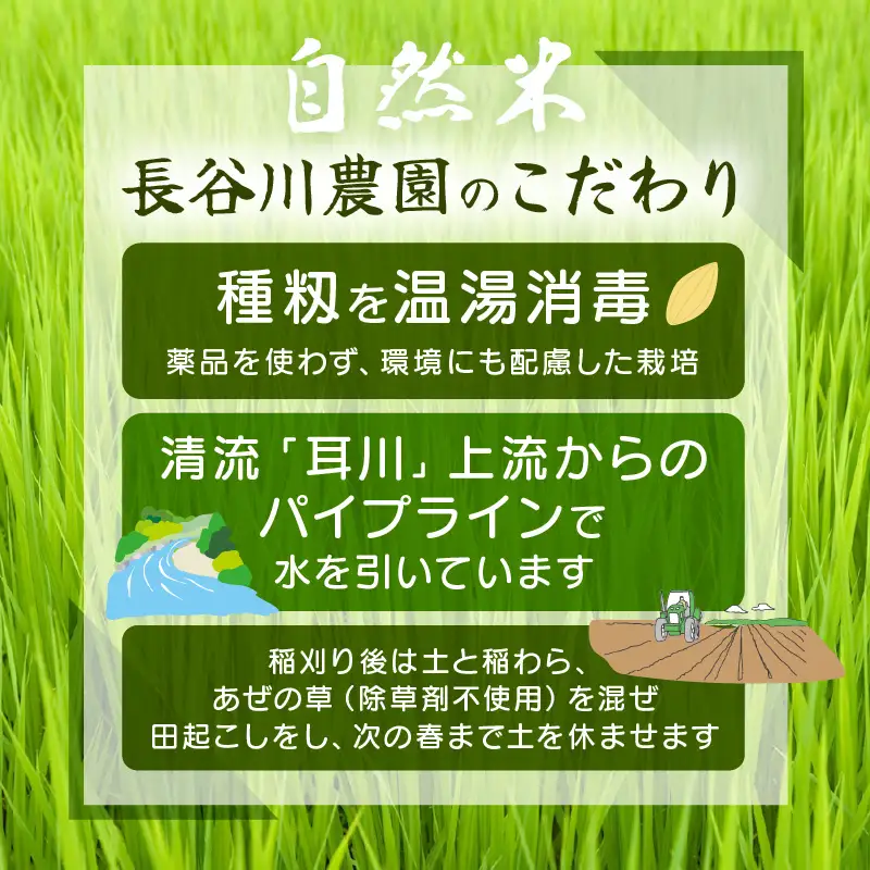 【無洗米】5kg コシヒカリ 令和8年産 無洗米【長谷川農園】 [m22-a011]
