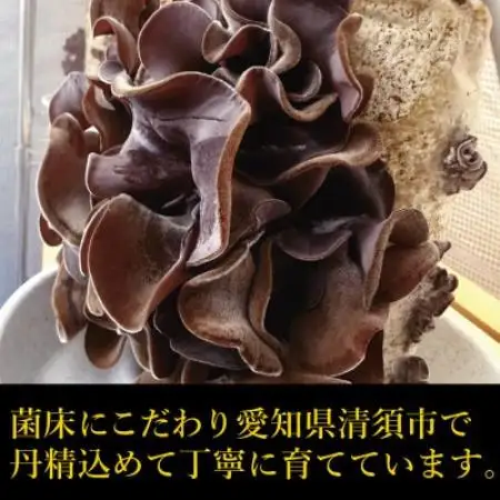 純国産　新鮮生きくらげ【配送不可地域：離島】【1777873】