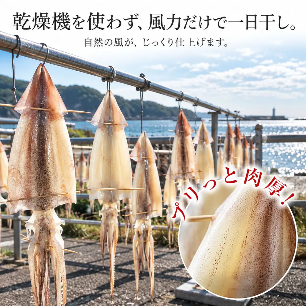 スルメイカの一夜干し 2枚 するめいか【R01782】