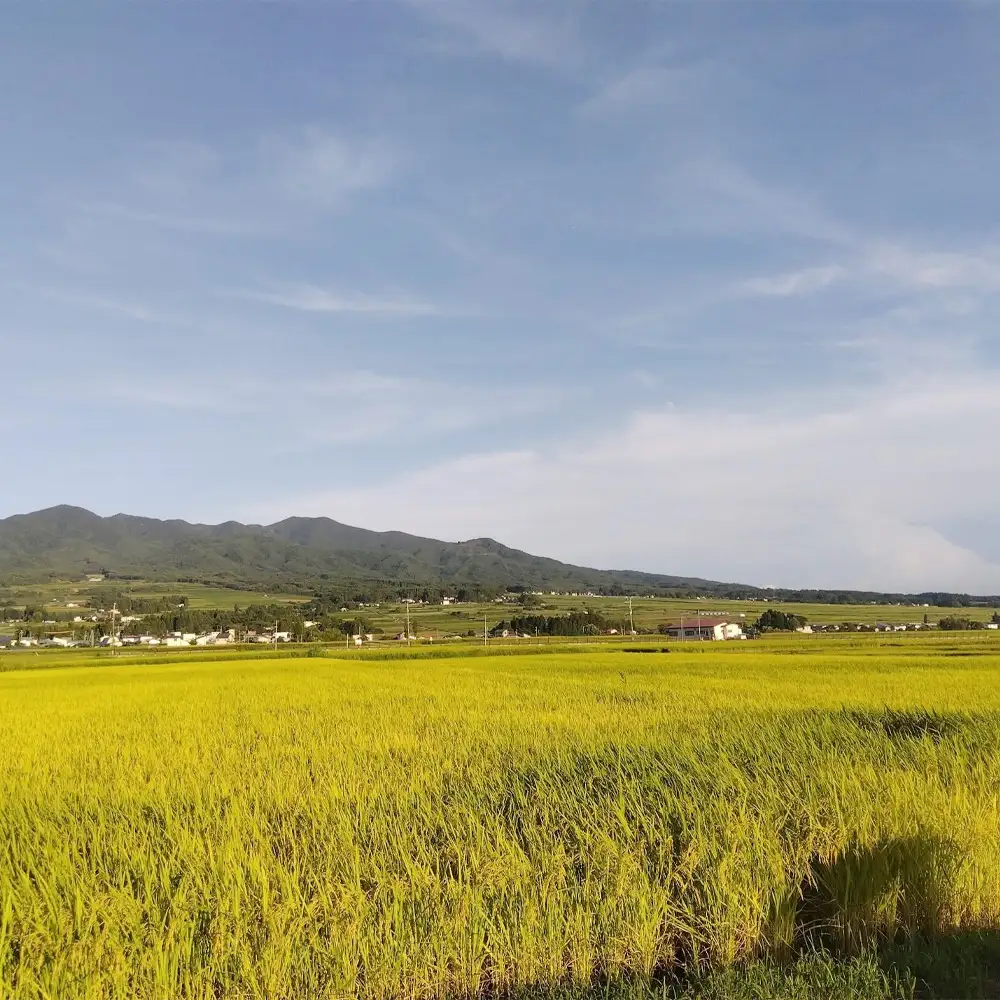 ミルキークイーン玄米　30kg　令和8年産　会津　喜多方【07208-0984】