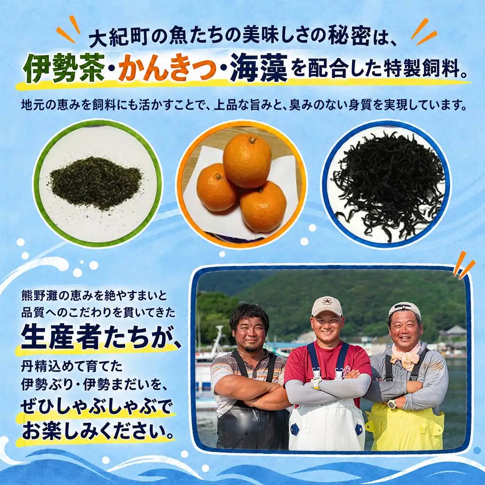 （冷凍）【１月第４週発送】伊勢ぶり 伊勢まだい しゃぶしゃぶ セット 食べ比べ 選べる配送月 約200g ／ 2人前 3人前 鰤 ブリ 真鯛 鯛 タイ ひろめ付 冷凍 年内配送 年末 お取り寄せ 海鮮 魚 ギフト 鍋 海産物 水産物 三重県 大紀町