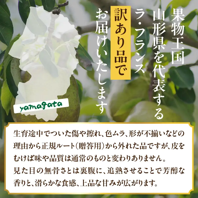 山形県産洋梨 訳あり ラ・フランス 約5kg【2026年11月上旬頃～発送予定】 063-027