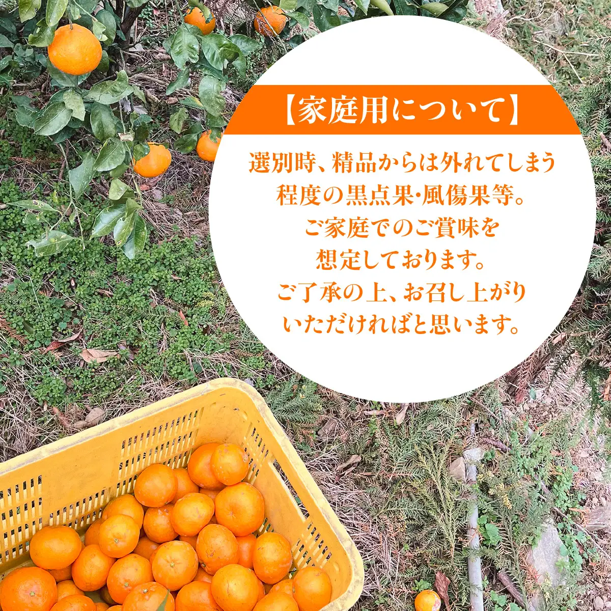 【先行予約】佐田岬　瀬戸内産　はるみ【家庭用】約10㎏ IKTBM002