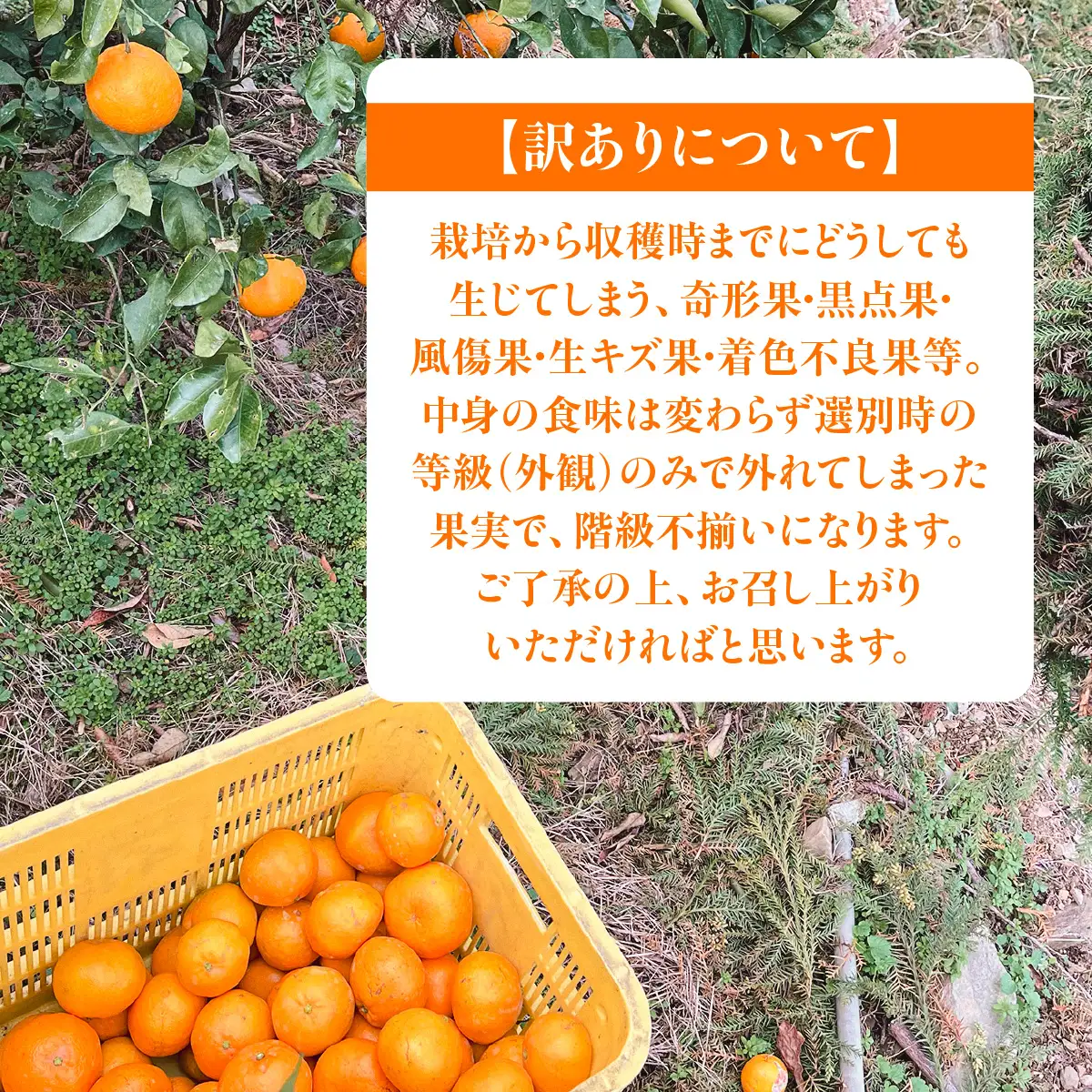 【先行予約】佐田岬　瀬戸内産　はるみ【訳あり】約5㎏ IKTBM003