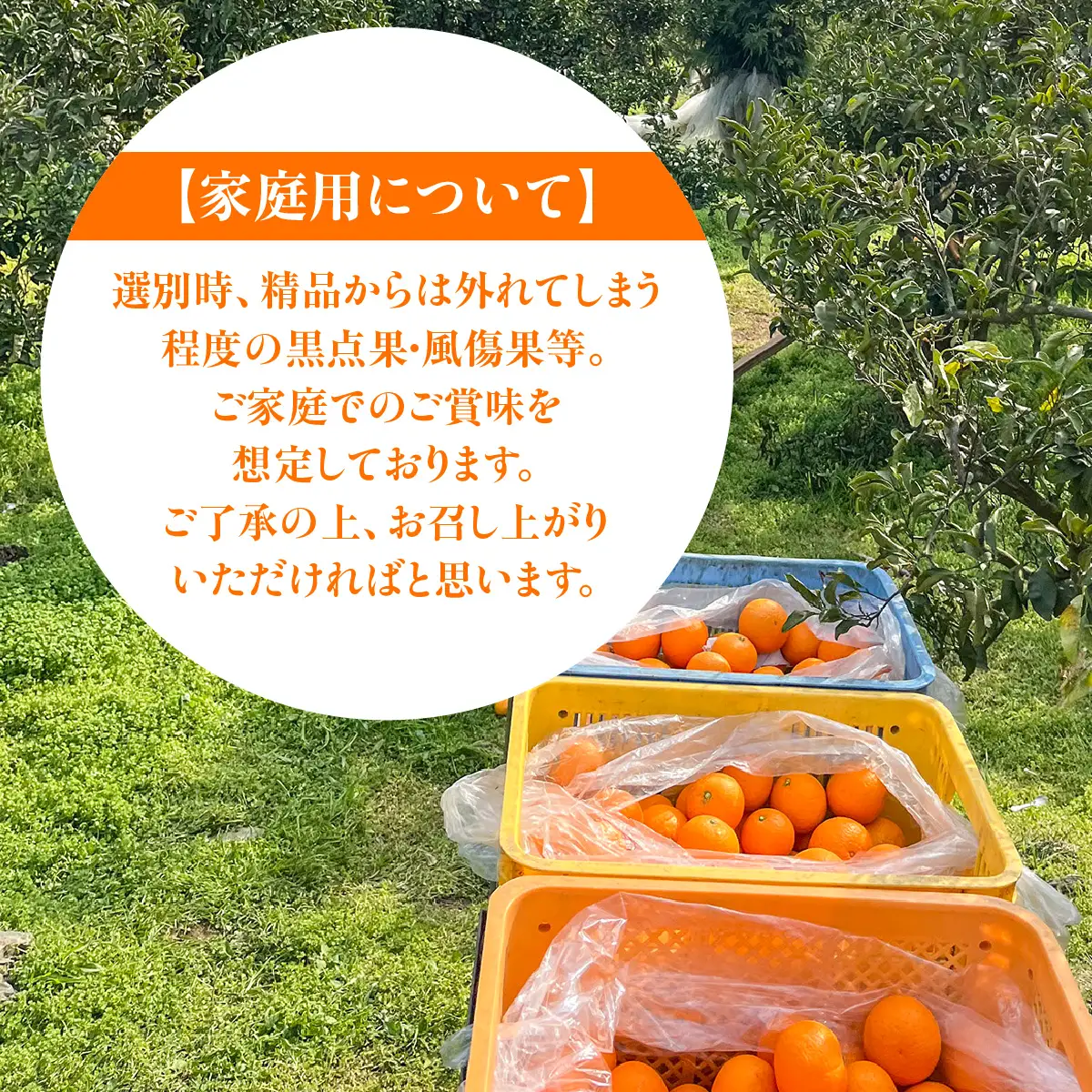 【先行予約】佐田岬　瀬戸内産　清見タンゴール【家庭用】約5㎏ IKTBM005